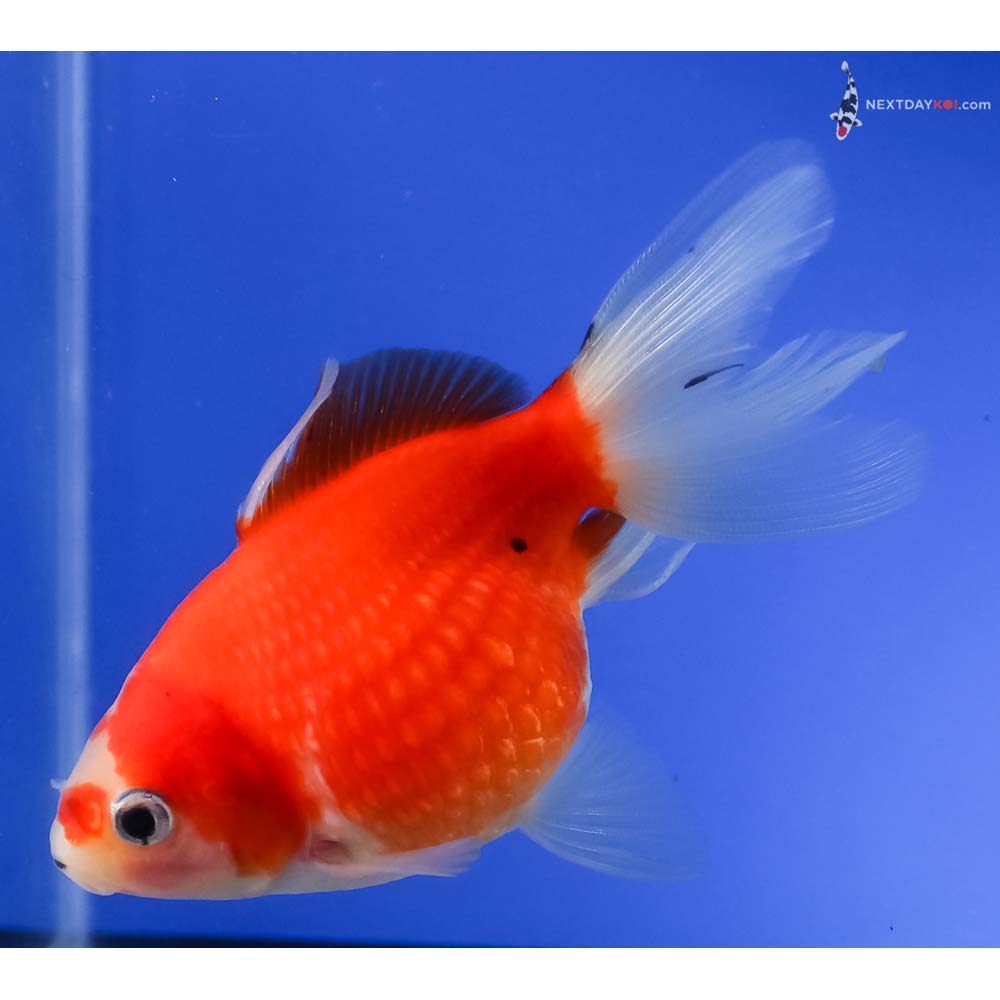 4” Imported Red and White Pearlscale