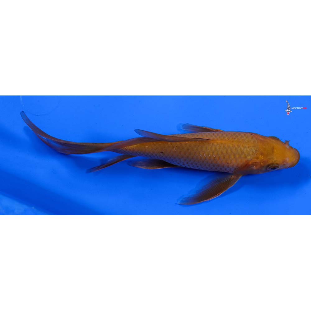 6” Imported Chagoi Butterfly Koi