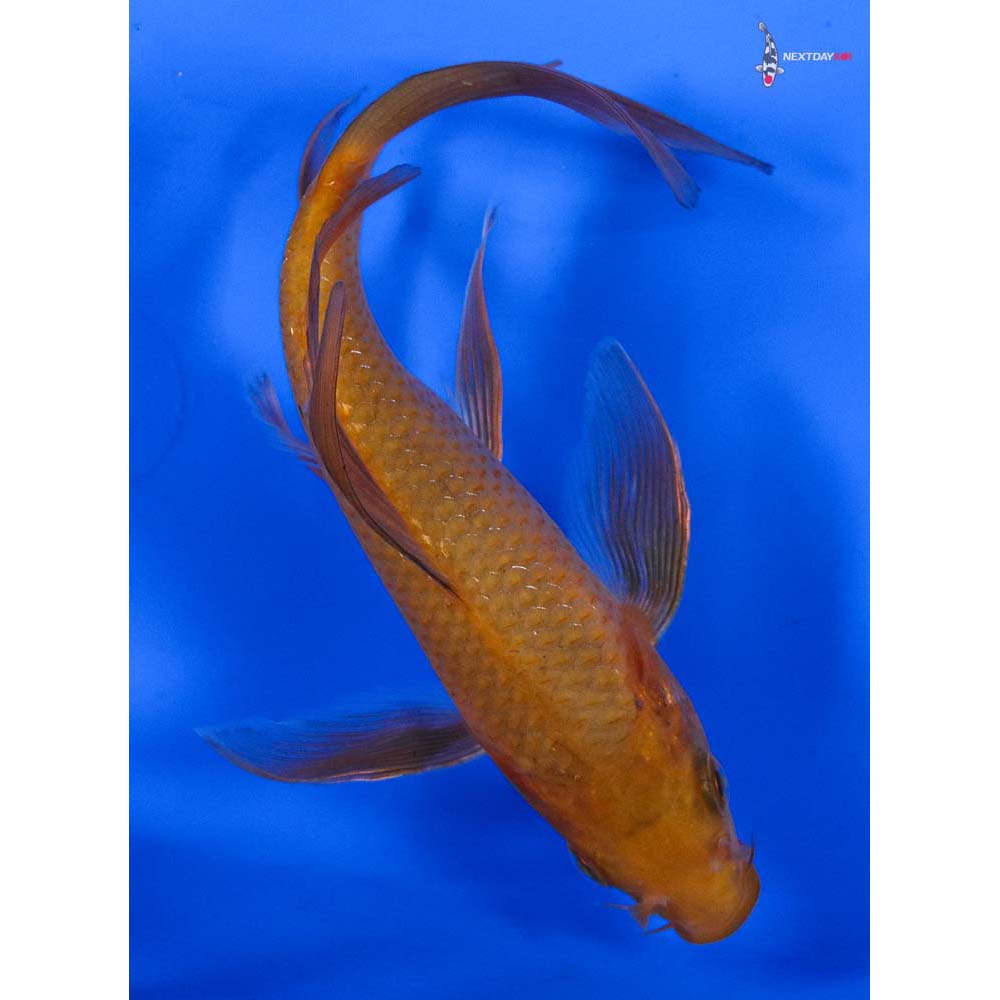 6” Imported Chagoi Butterfly Koi