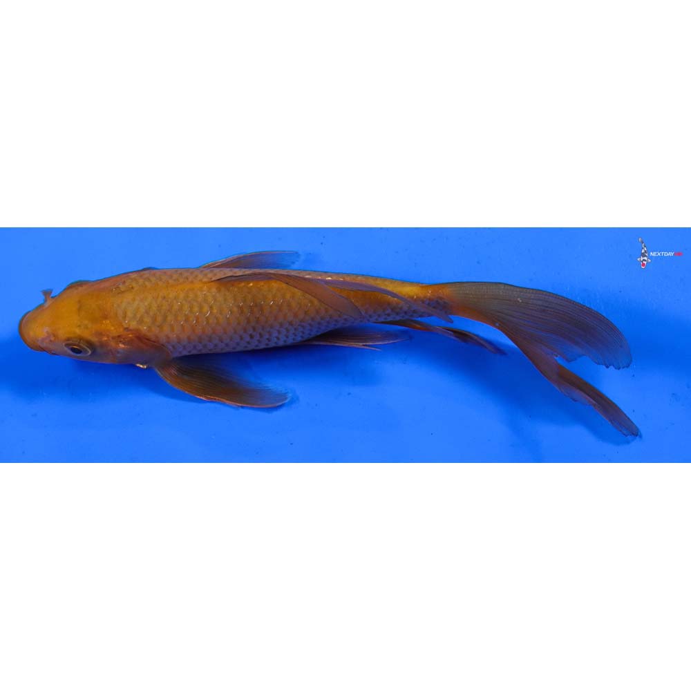 6” Imported Chagoi Butterfly Koi