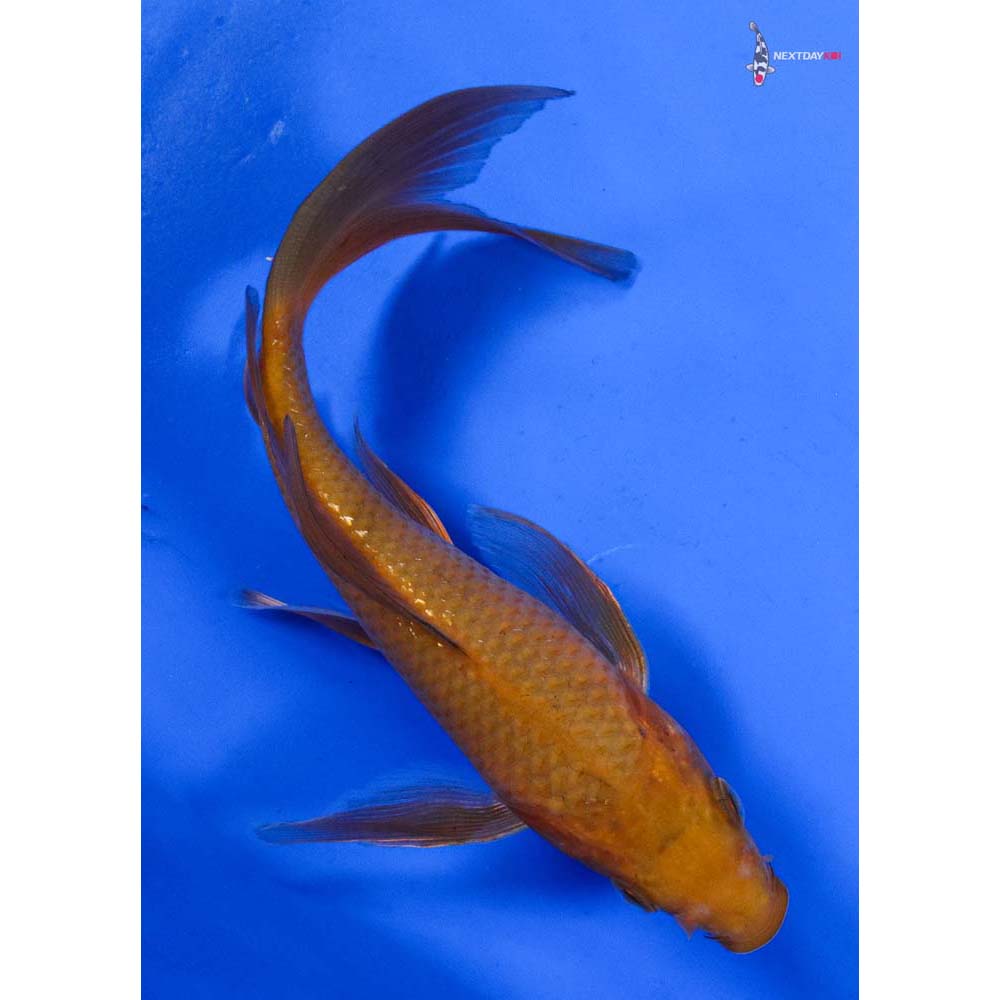 6” Imported Chagoi Butterfly Koi