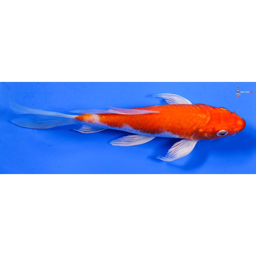 6.5” Imported Hariwake Butterfly Koi