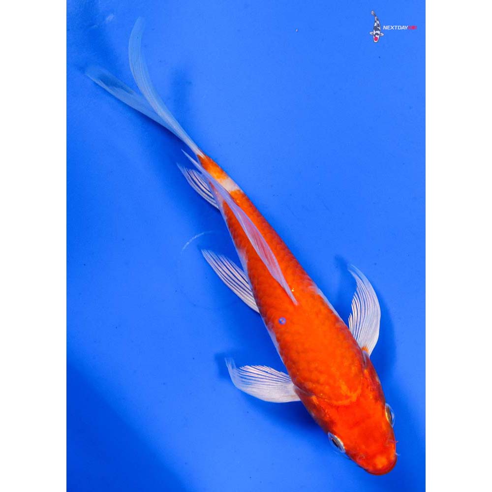 6.5” Imported Hariwake Butterfly Koi