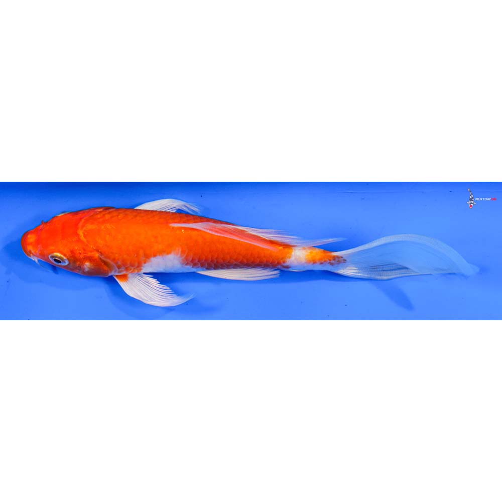 6.5” Imported Hariwake Butterfly Koi