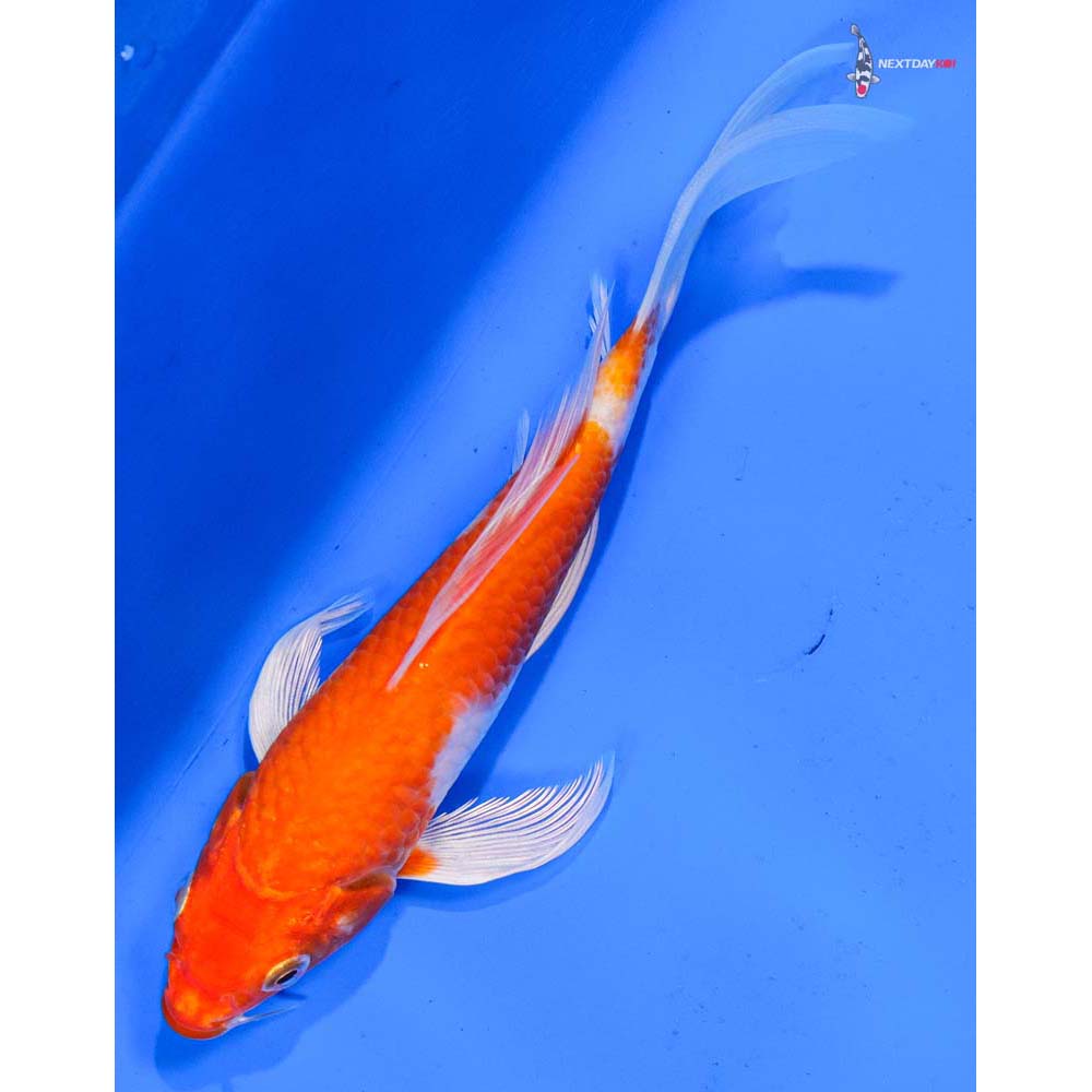 6.5” Imported Hariwake Butterfly Koi