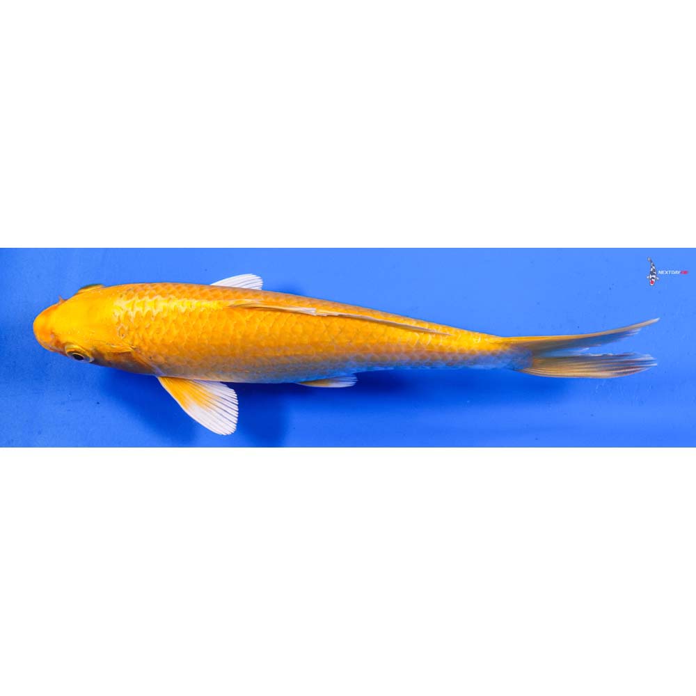 8” Imported Yamabuki Ogon