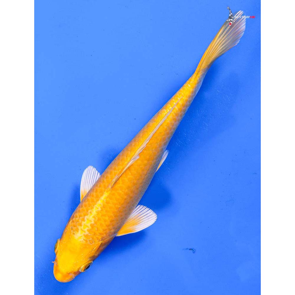 8” Imported Yamabuki Ogon