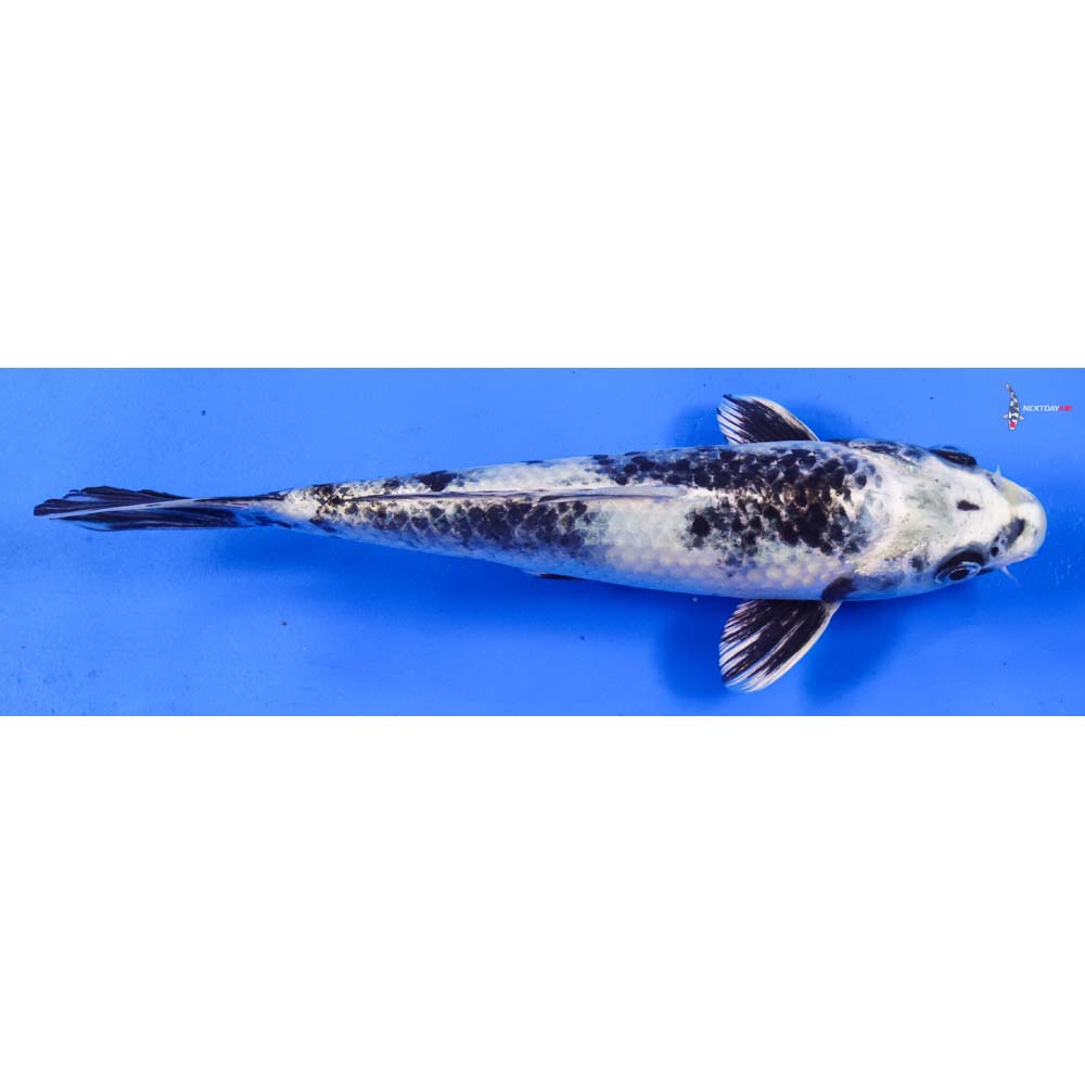 8” Imported Gin Shiro Utsuri