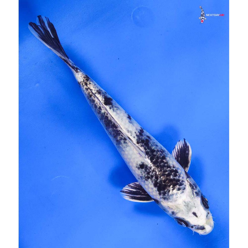 8” Imported Gin Shiro Utsuri