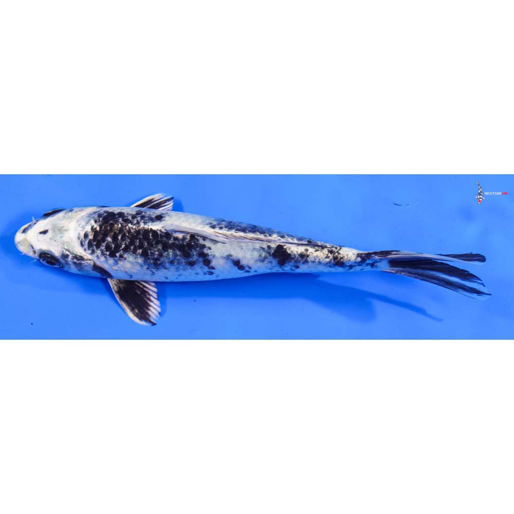 8” Imported Gin Shiro Utsuri