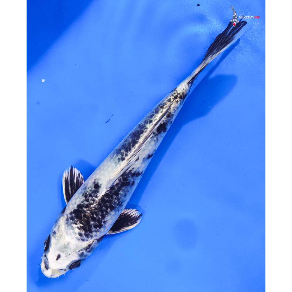 8” Imported Gin Shiro Utsuri