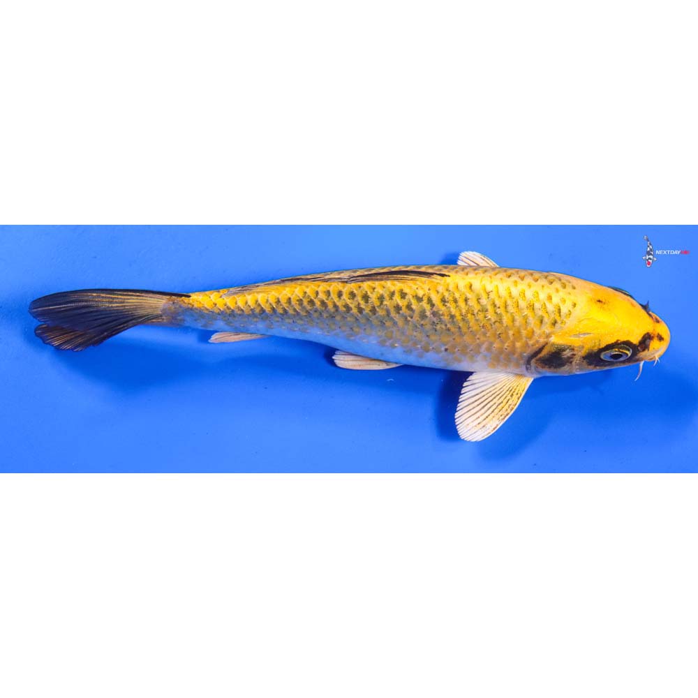 8” Imported Ki Matsuba