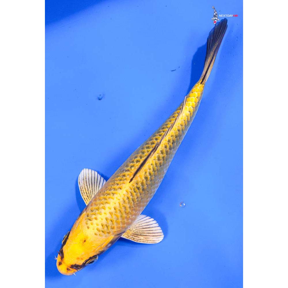 8” Imported Ki Matsuba