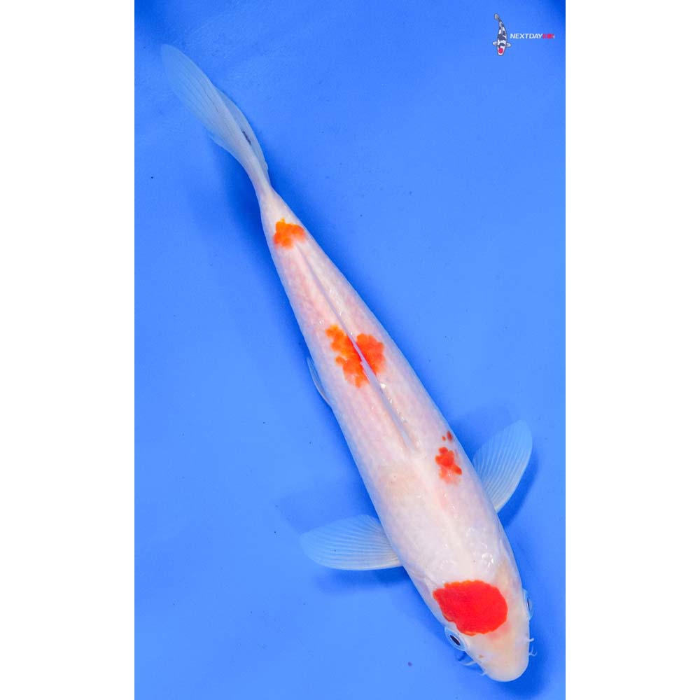 8” Imported Kohaku