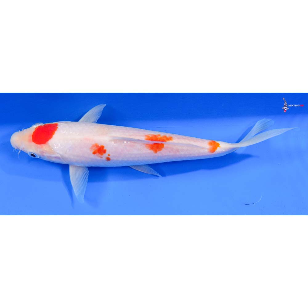 8” Imported Kohaku
