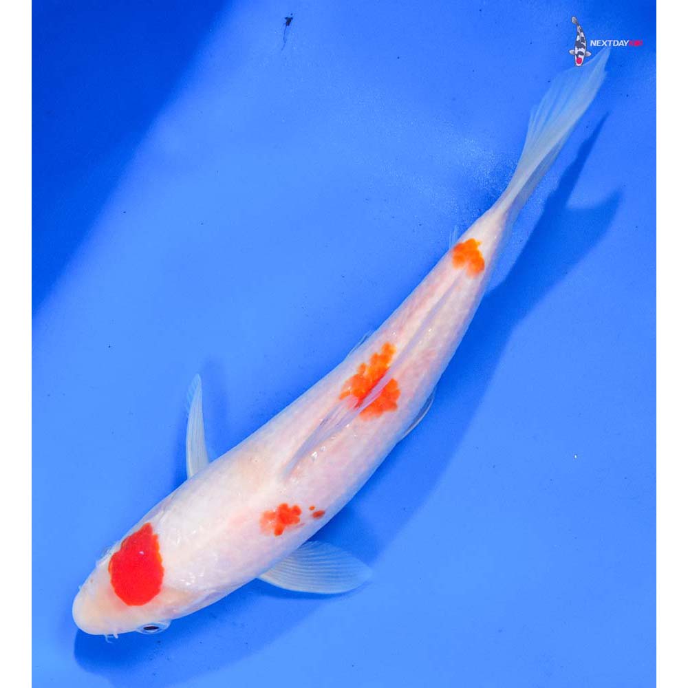 8” Imported Kohaku