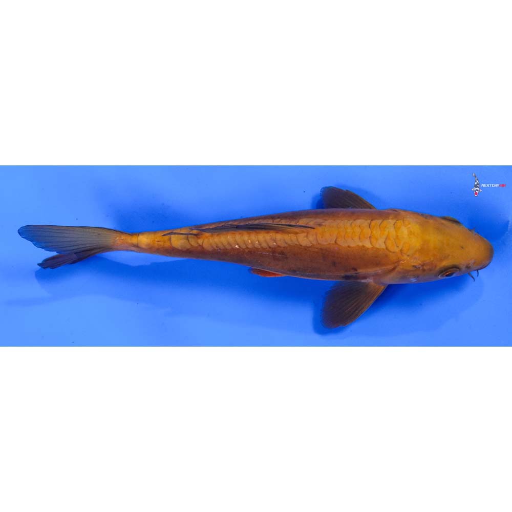 8” Imported Doitsu Chagoi