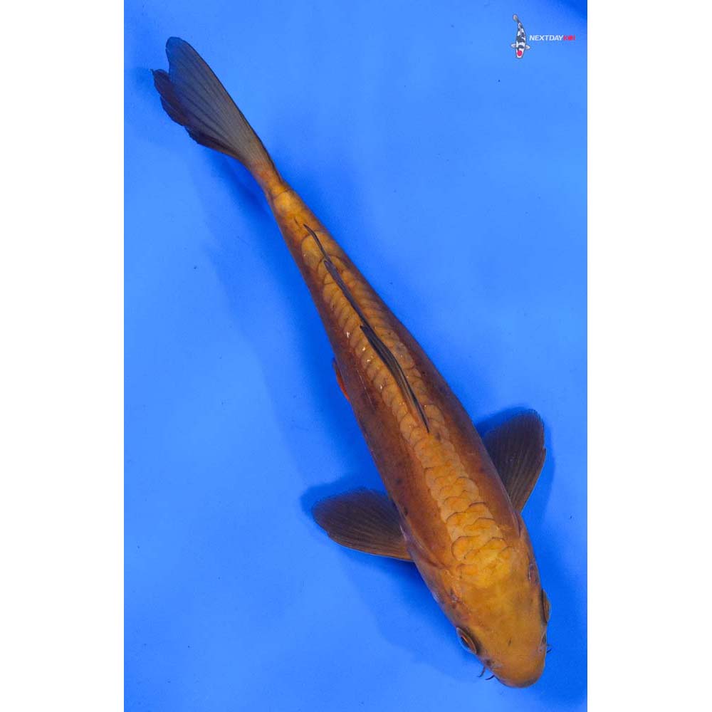 8” Imported Doitsu Chagoi