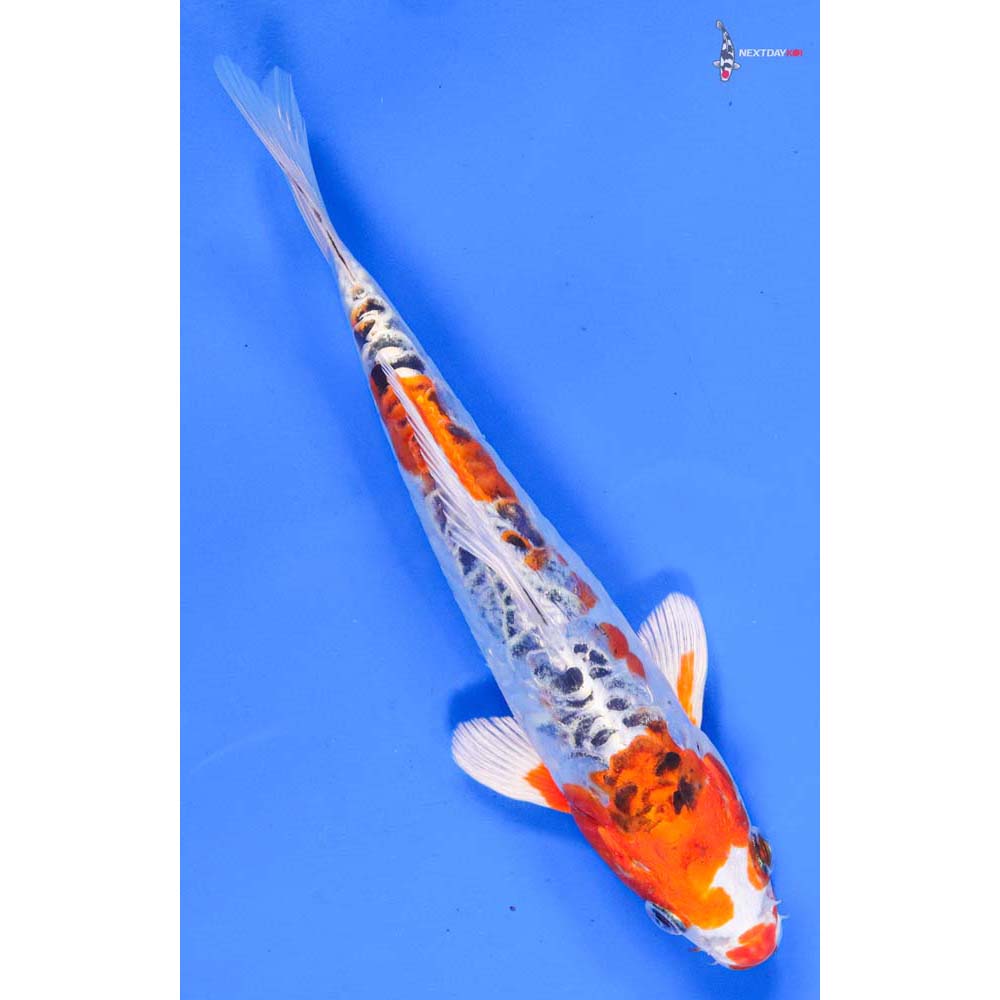 8” Imported Armor Scaled Kujaku