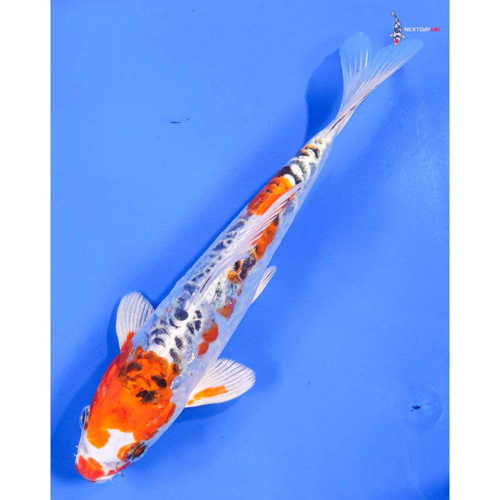 8” Imported Armor Scaled Kujaku