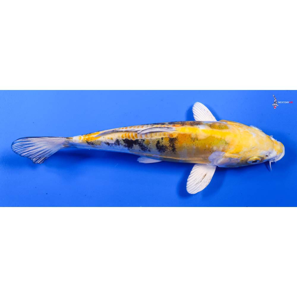 7.5” Imported Heisei Nishiki