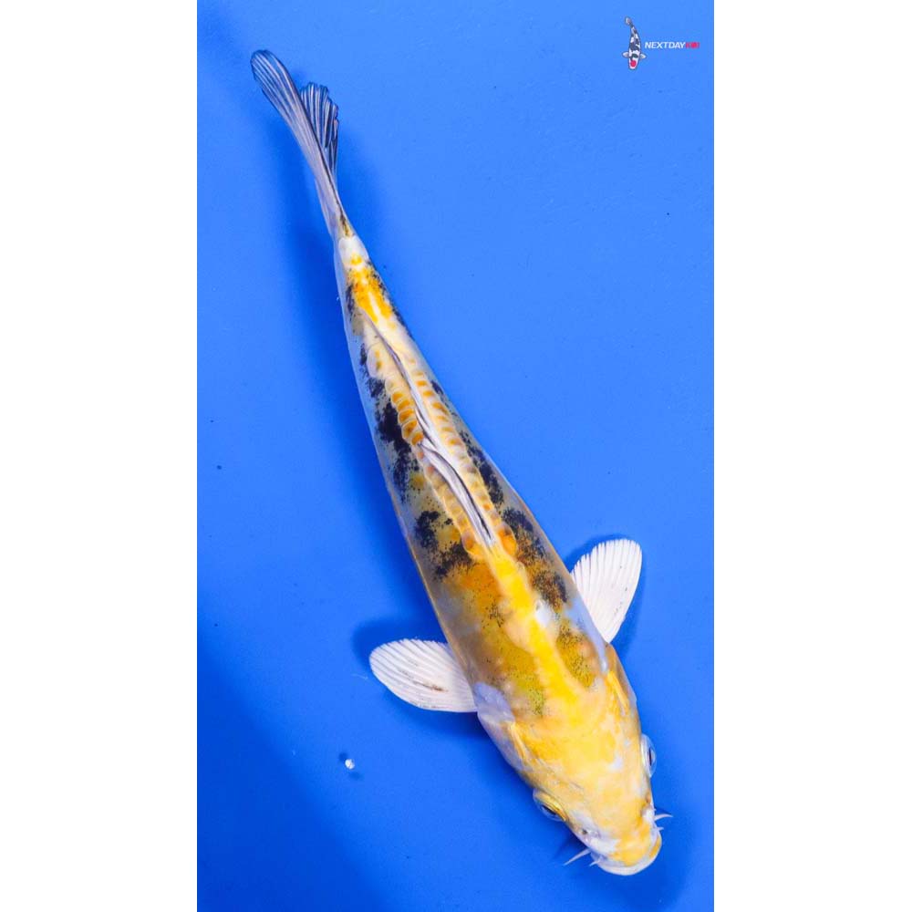 7.5” Imported Heisei Nishiki