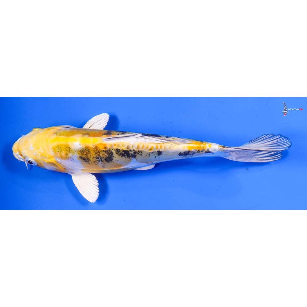7.5” Imported Heisei Nishiki