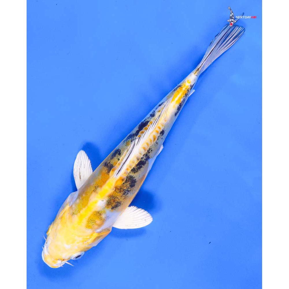 7.5” Imported Heisei Nishiki