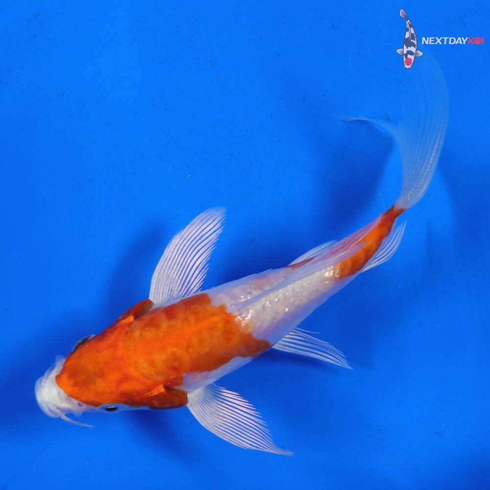 4” Imported Kikusui Butterfly Koi