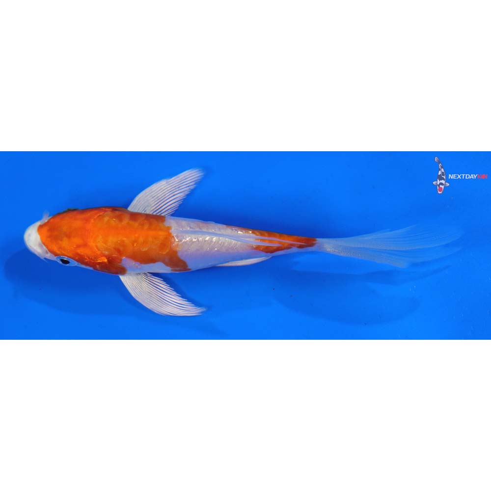4” Imported Kikusui Butterfly Koi
