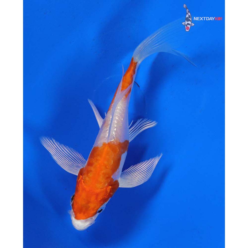 4” Imported Kikusui Butterfly Koi