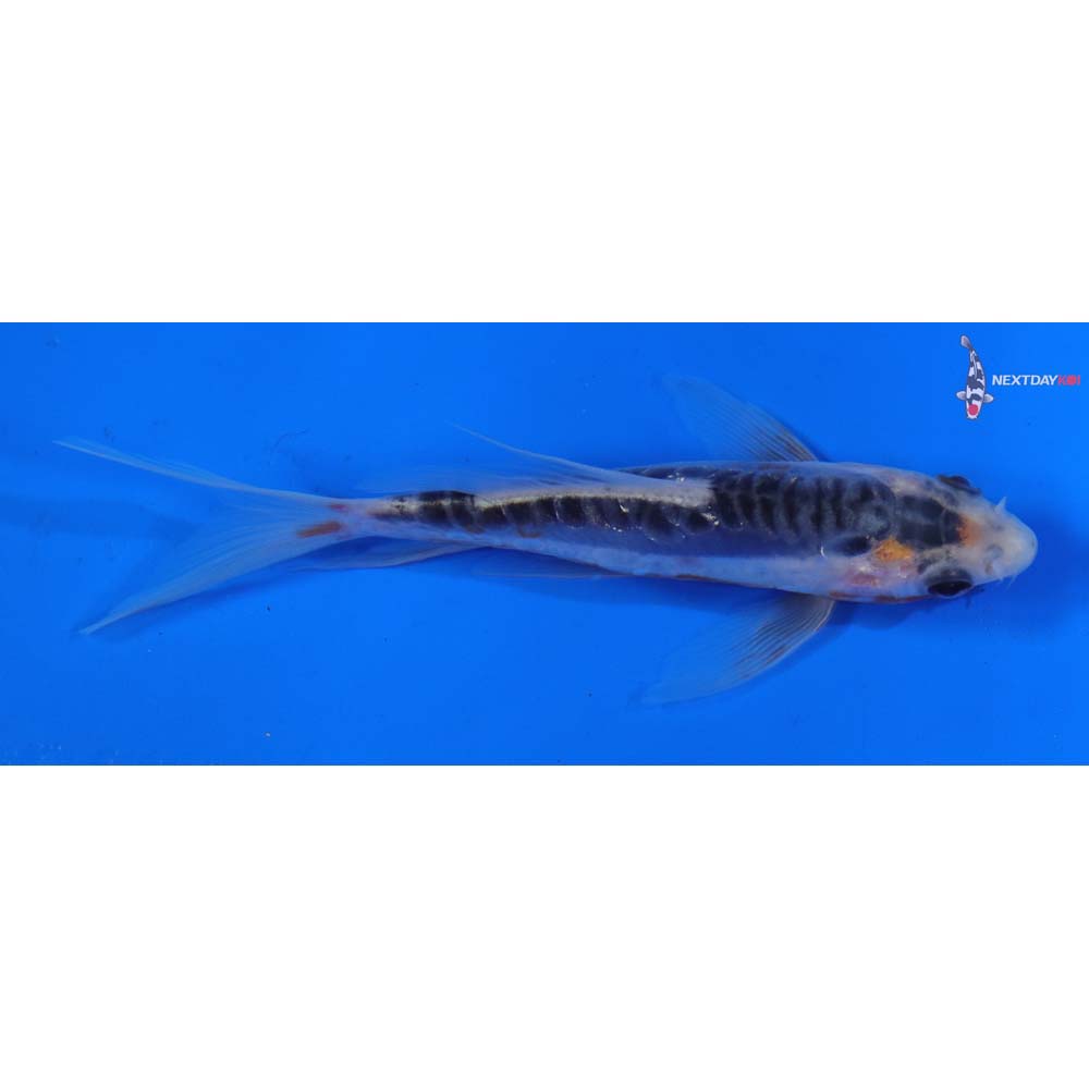 4.5” Imported Shusui Butterfly Koi