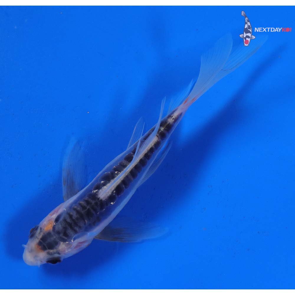 4.5” Imported Shusui Butterfly Koi