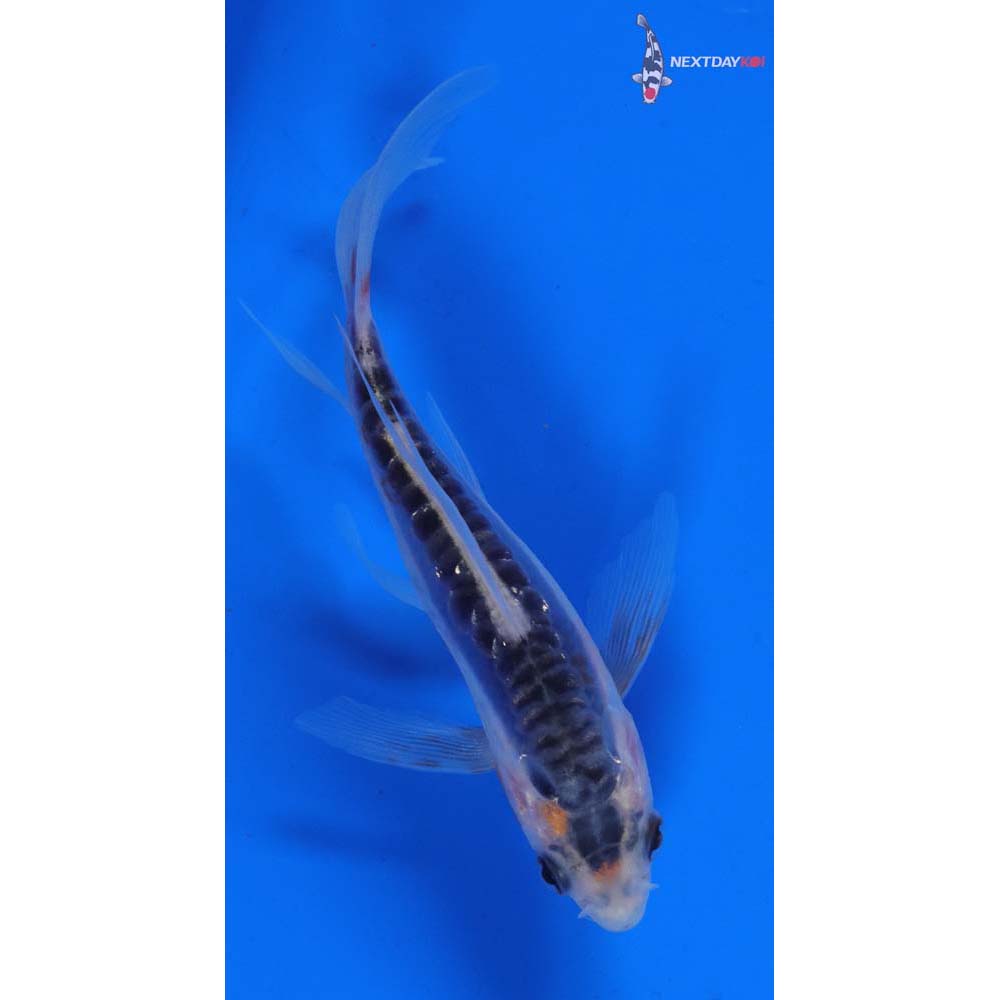 4.5” Imported Shusui Butterfly Koi