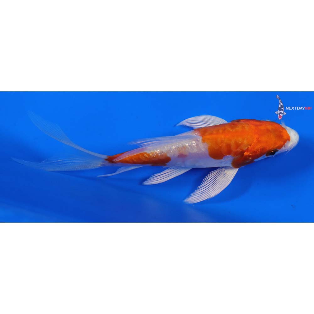 4” Imported Kikusui Butterfly Koi