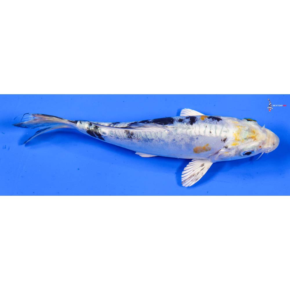 5” Imported Heisei Nishiki