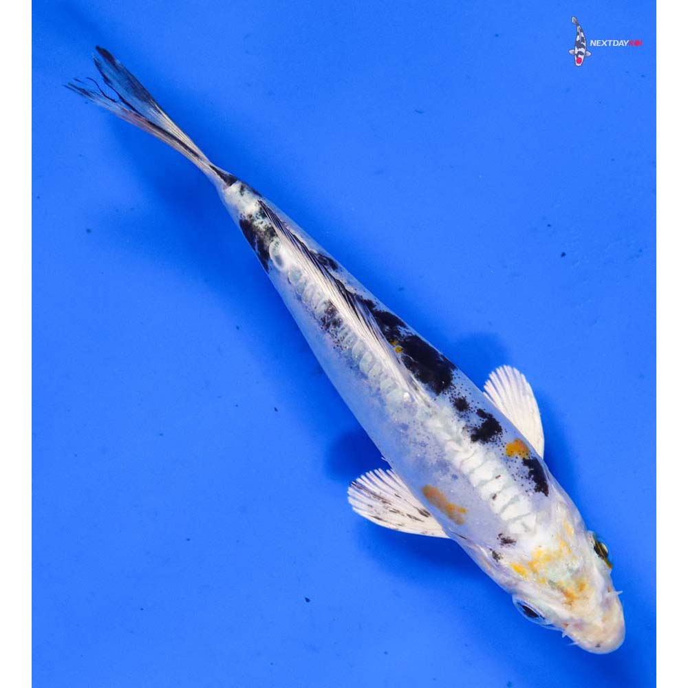 5” Imported Heisei Nishiki