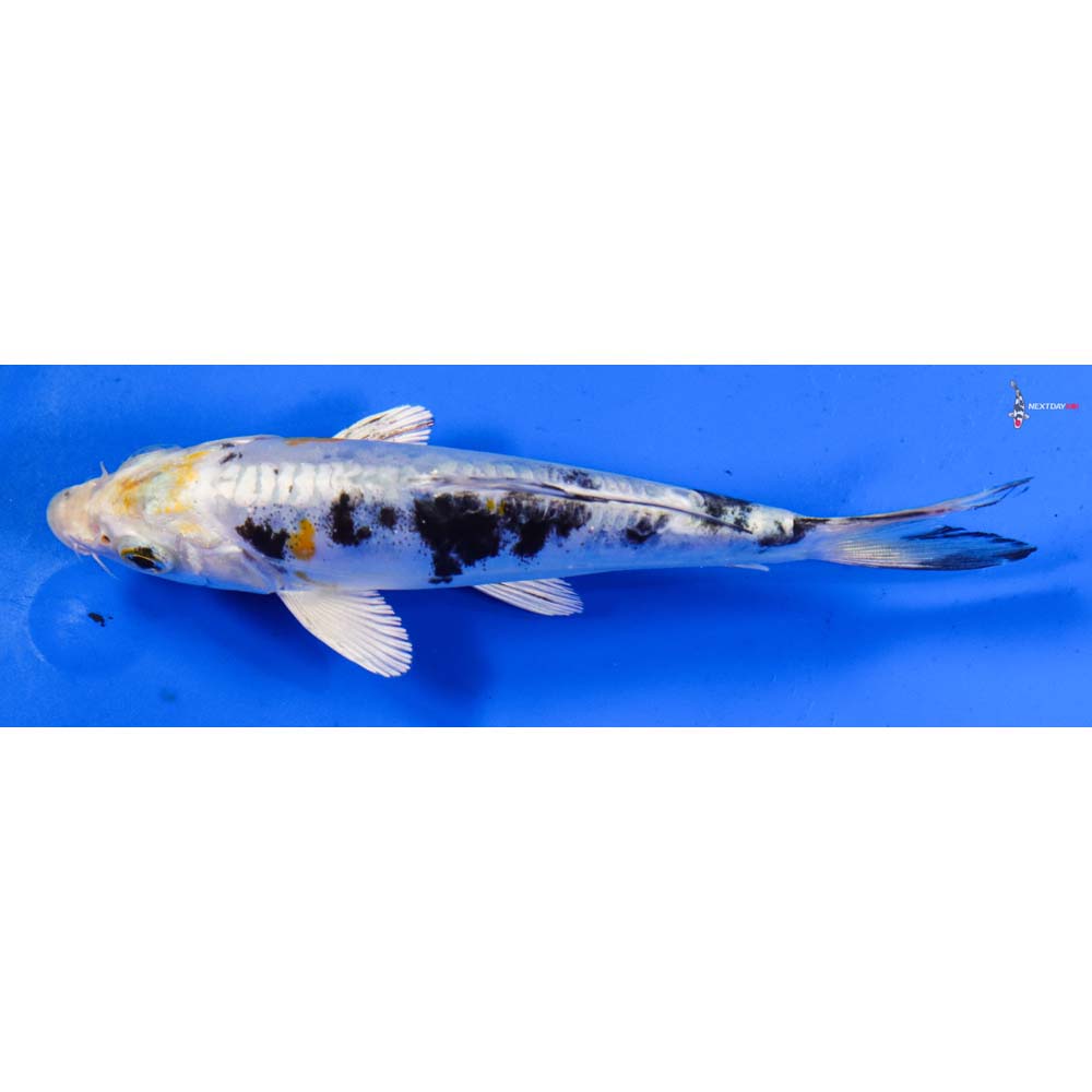 5” Imported Heisei Nishiki