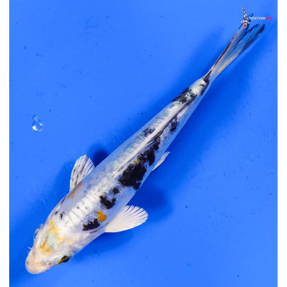 5” Imported Heisei Nishiki