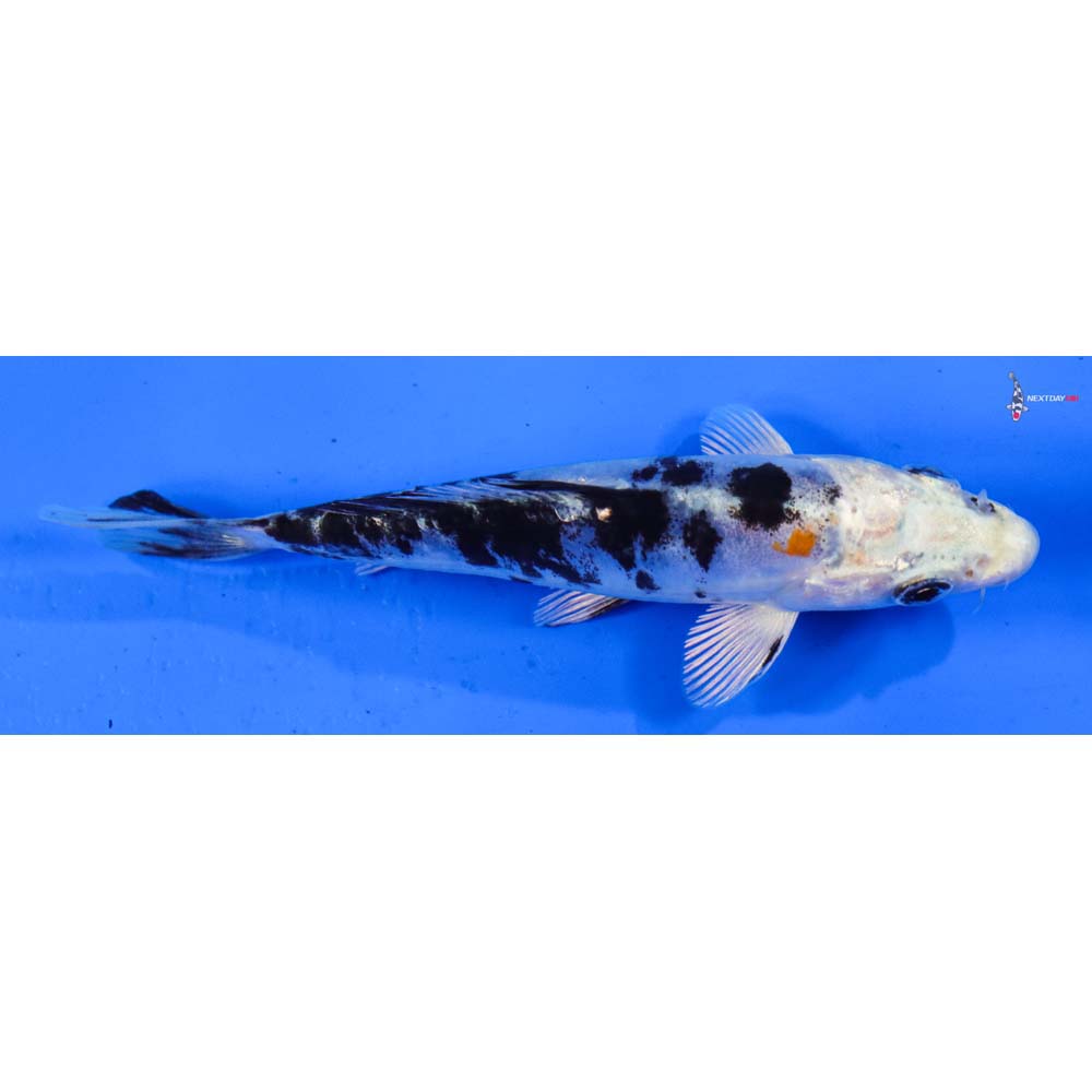 5” Imported Heisei Nishiki