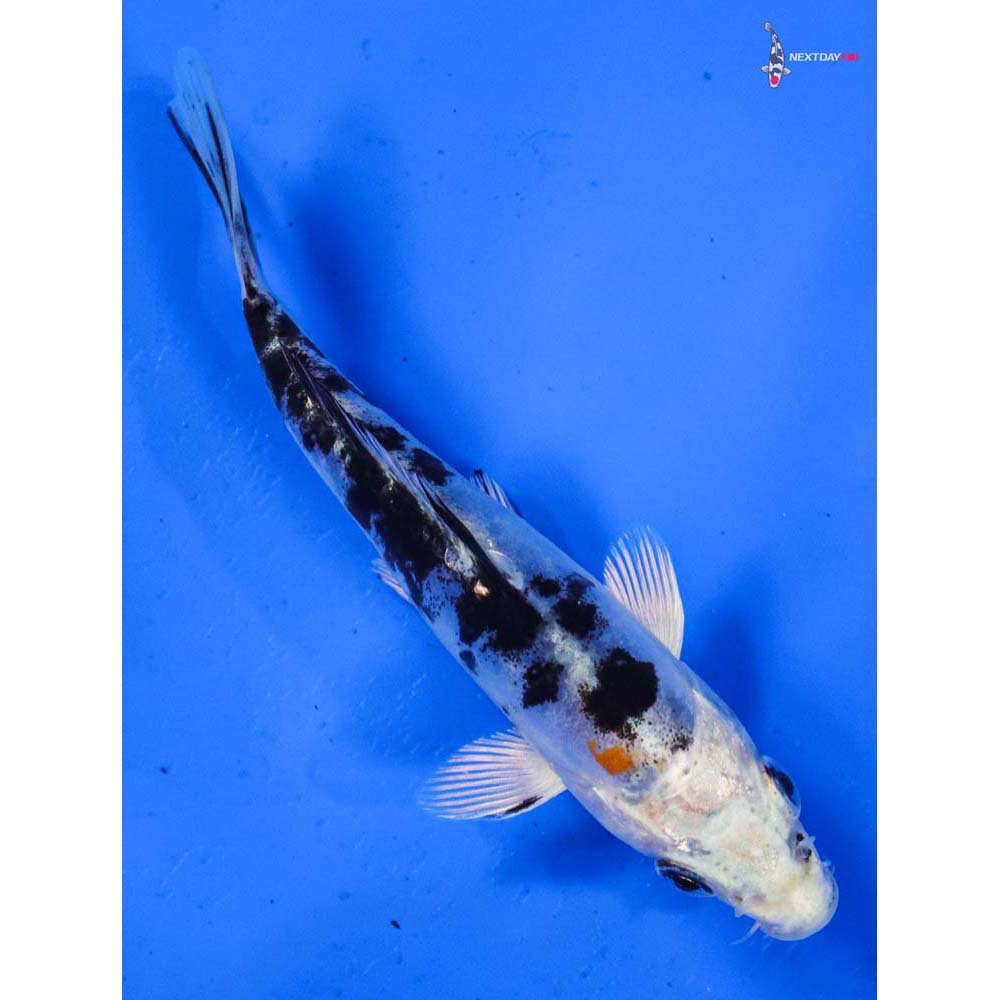 5” Imported Heisei Nishiki