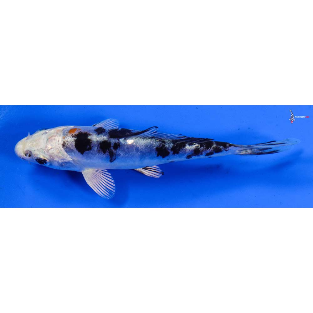 5” Imported Heisei Nishiki