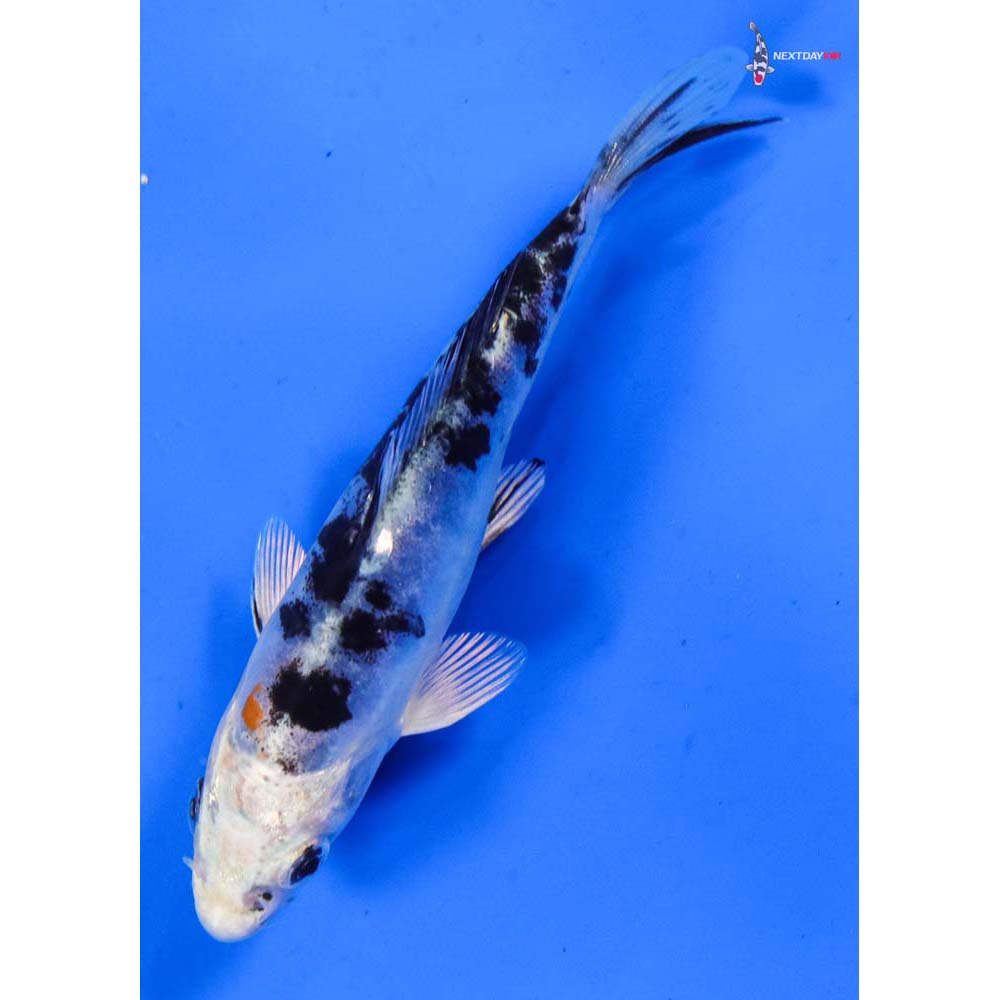 5” Imported Heisei Nishiki