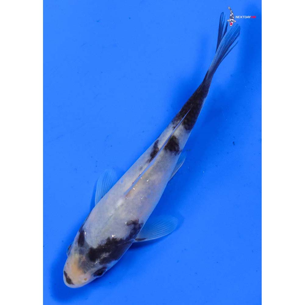 5” Imported Shiro Utsuri