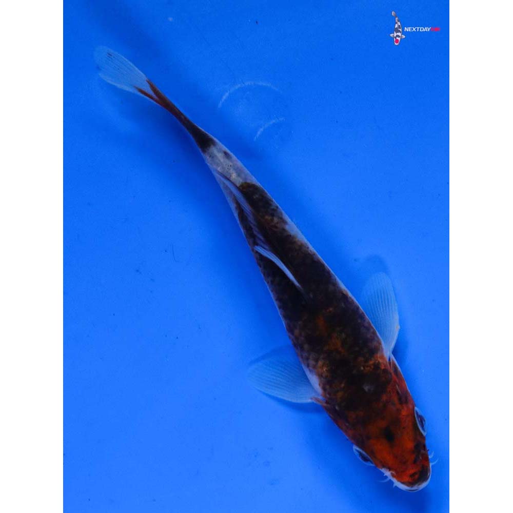 5” Imported Goromo