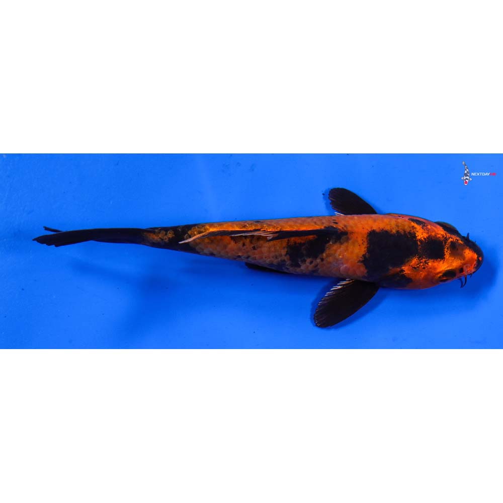 5” Imported Kin Hi Utsuri