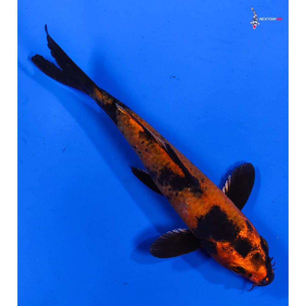 5” Imported Kin Hi Utsuri