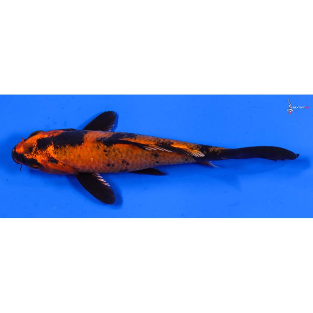 5” Imported Kin Hi Utsuri