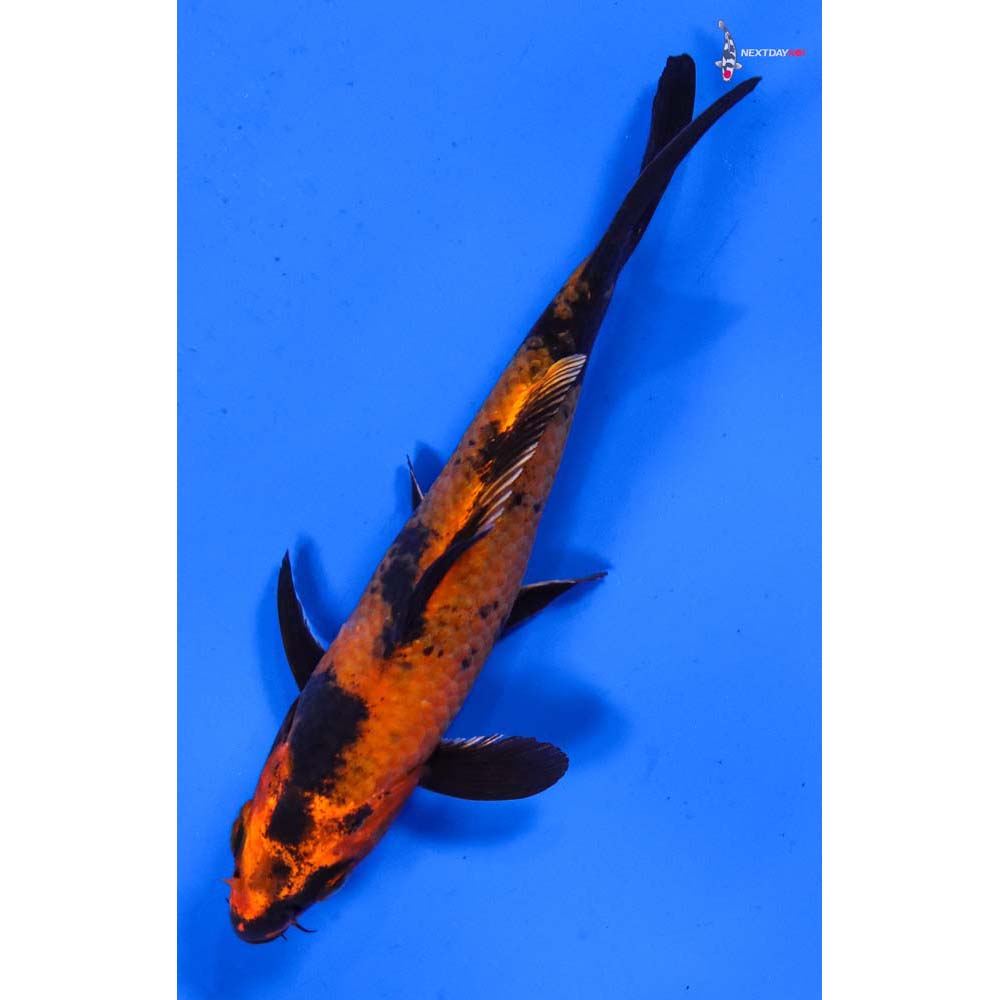 5” Imported Kin Hi Utsuri