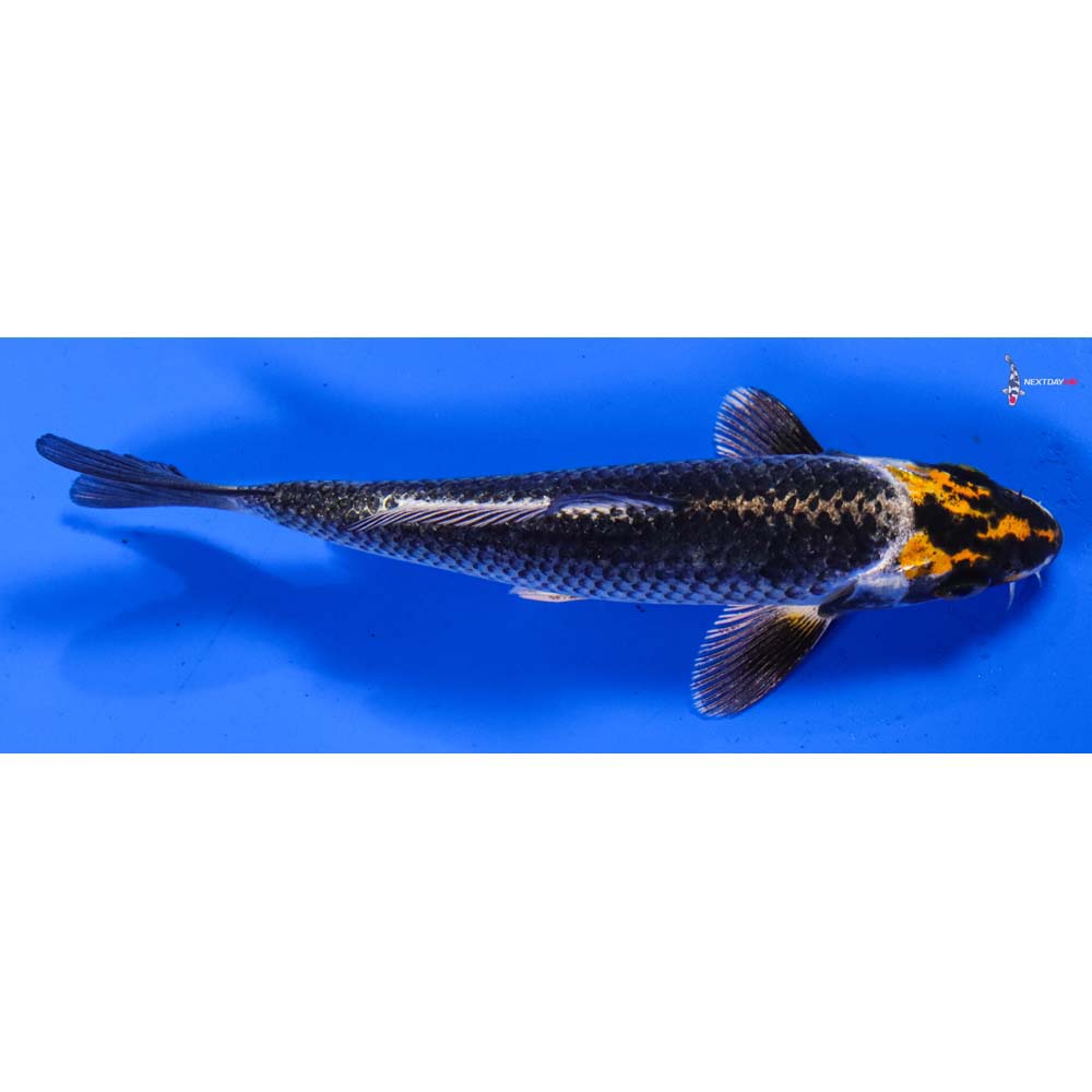 5.5” Imported Kujaku